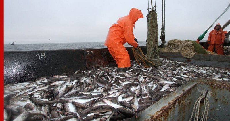 Рыбодобытчики Дальнего Востока предупредили о росте цен на самую дешевую рыбу - «Экономика»