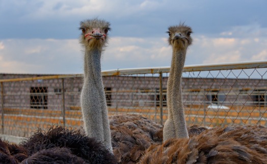 В Масисе при содействии Акба банка создана страусиная ферма (ВИДЕО) - «Главные новости»