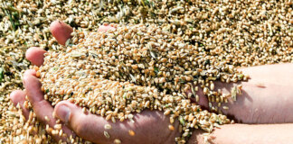 Два агропредприятия Новосибирской области отчитались о финансовых результатах 2025 года - «Финансы»