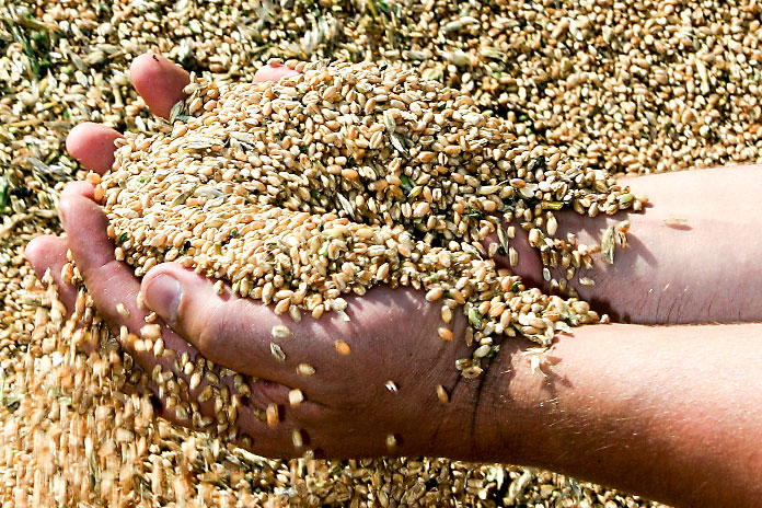 Два агропредприятия Новосибирской области отчитались о финансовых результатах 2025 года - «Финансы»