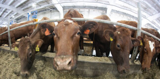 На фоне текущих проблем новосибирские животноводческие хозяйства подводят финансовые итоги 2025 года - «Финансы»