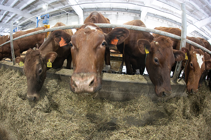 На фоне текущих проблем новосибирские животноводческие хозяйства подводят финансовые итоги 2025 года - «Финансы»