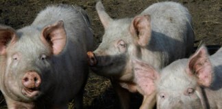 Новосибирские компании холдинга «Сибагро» понесли совокупные убытки более полутора миллиардов рублей - «Финансы»