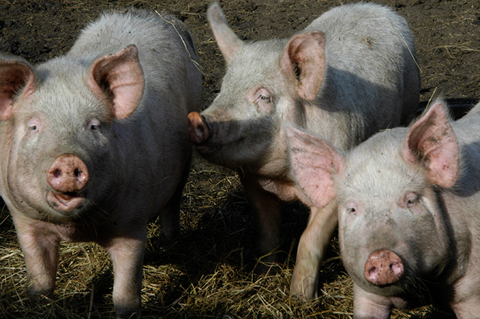 Новосибирские компании холдинга «Сибагро» понесли совокупные убытки более полутора миллиардов рублей - «Финансы»