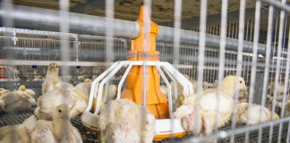 Как изменились доходы птицефабрик Новосибирской области в 2025 году? - «Финансы»