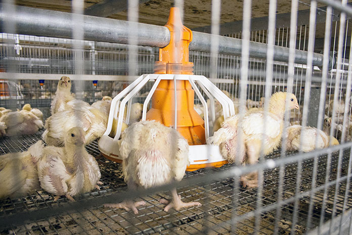 Как изменились доходы птицефабрик Новосибирской области в 2025 году? - «Финансы»